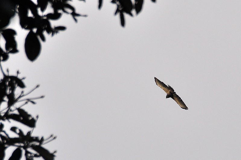 Roodstaartbuizerd